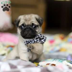 Poppy, Pug Puppy